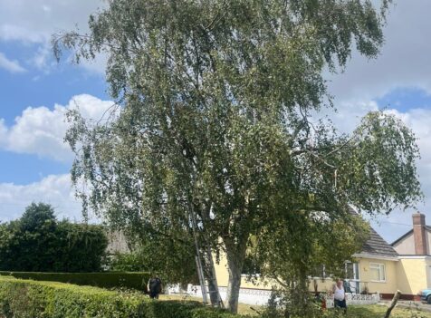 When Is the Best Time to Cut Your Hedges in South Wales