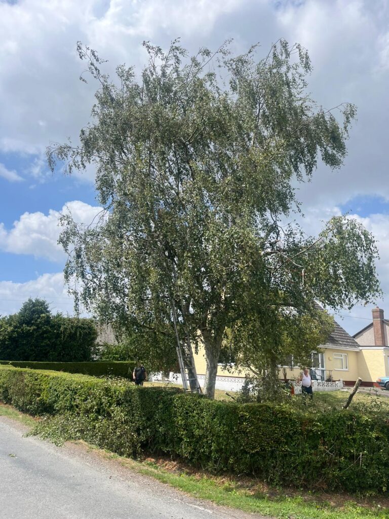 When Is the Best Time to Cut Your Hedges in South Wales
