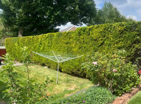 Hedge Trimming in South Wales