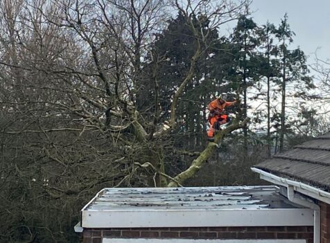 Storm-Damaged Trees? Here’s What to Do Next in South Wales