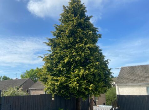Tree Felling Regulations in South Wales