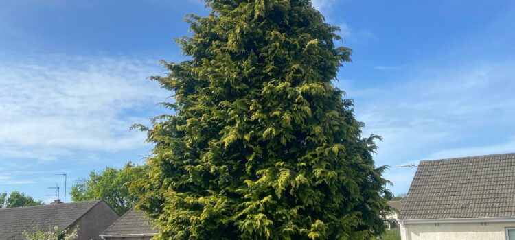 Tree Felling Regulations in South Wales