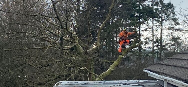 Storm-Damaged Trees? Here’s What to Do Next in South Wales
