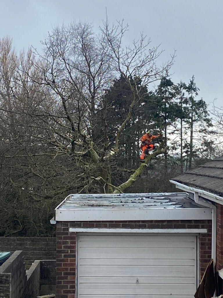 Storm-Damaged Trees? Here’s What to Do Next in South Wales