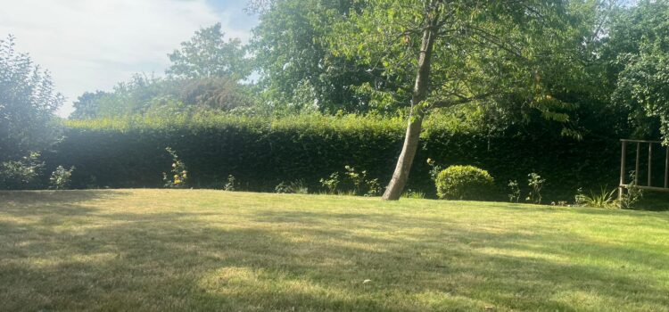 Tree Surgery for Diseased Trees in Abergavenny