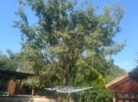 Tree surgery south wales