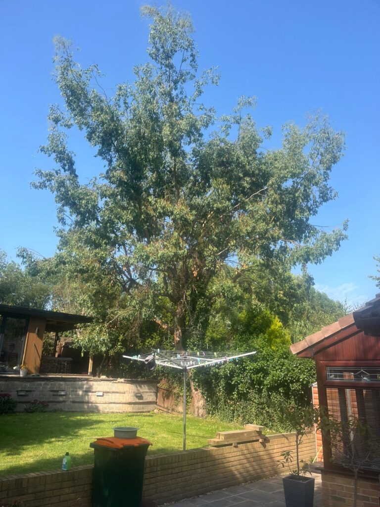 Signs Your Tree Needs Surgery in Abergavenny