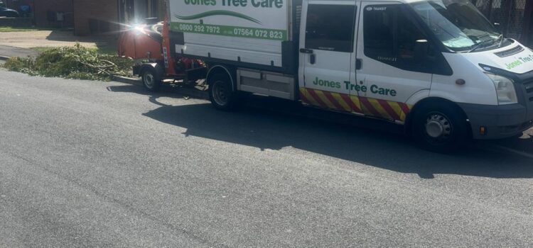 Tree Removal Cost in Abergavenny