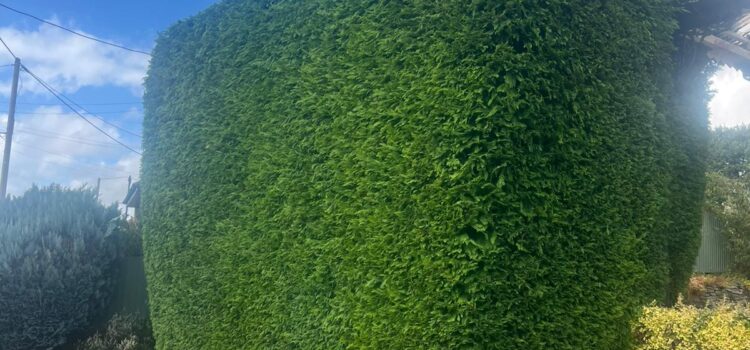 Estimated Costs for Reducing a Leylandii Hedge in Pontypool