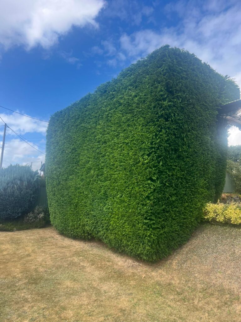 Estimated Costs for Reducing a Leylandii Hedge in Pontypool
