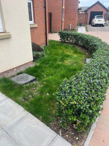 low maintenance garden landscaping in newport