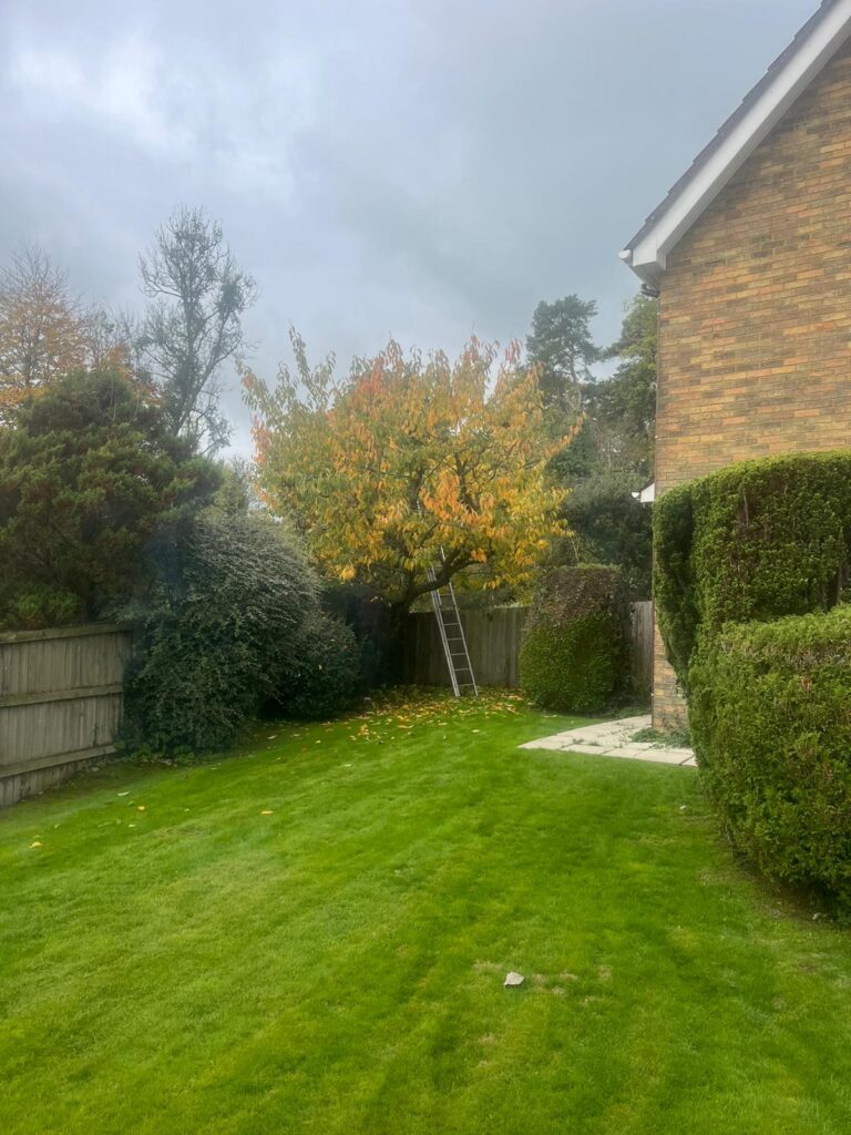 Tree pruning Chepstow