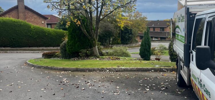 Tree pruning Chepstow