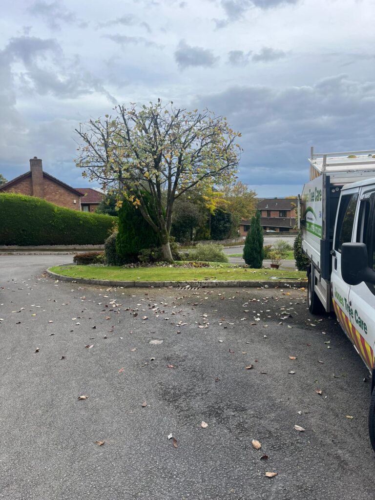 Tree pruning Chepstow