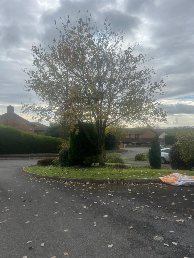 Tree pruning Chepstow