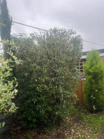 hedge shrub cutting in blackwood