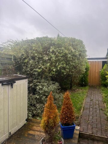 hedge shrub cutting in blackwood