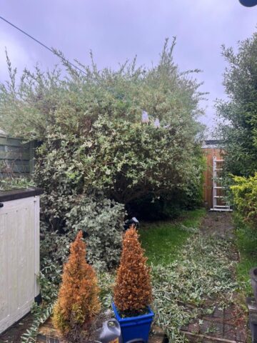 hedge shrub cutting in blackwood