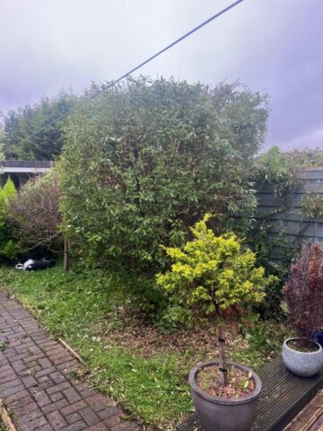 hedge shrub cutting in blackwood