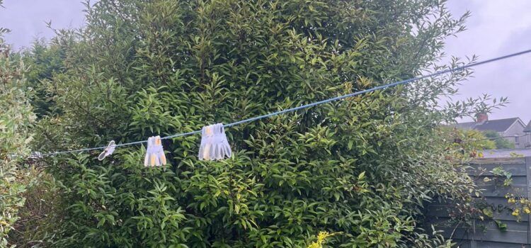 Professional Tree Services in Aberfaw