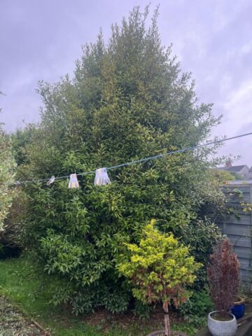 hedge shrub cutting in blackwood