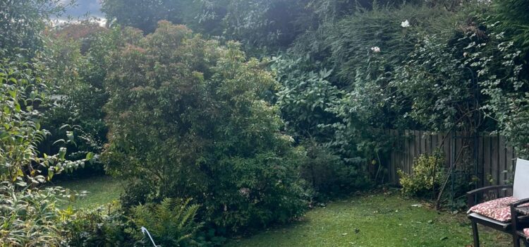 hedge shrub cutting in blackwood