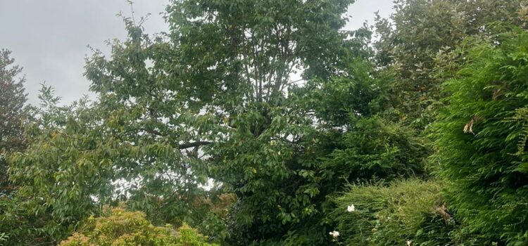 Qualified Arborists in Aberbeeg