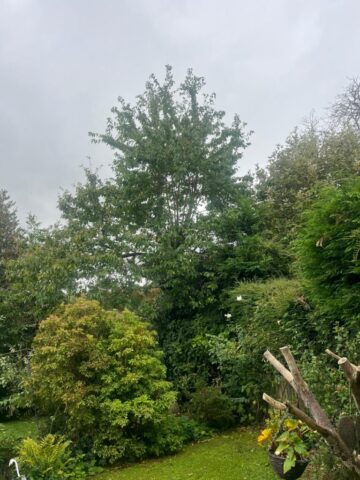 hedge shrub cutting in blackwood