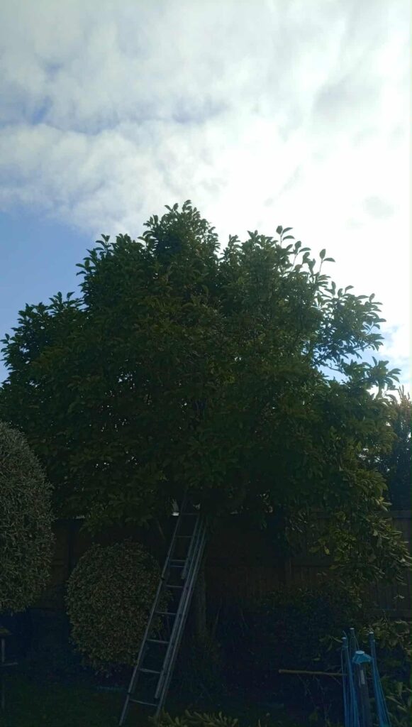 tree topping Pontypool