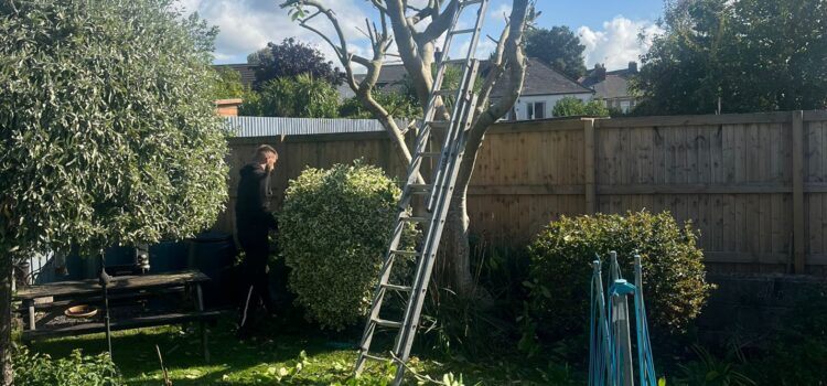 Tree Surgery in Goytre
