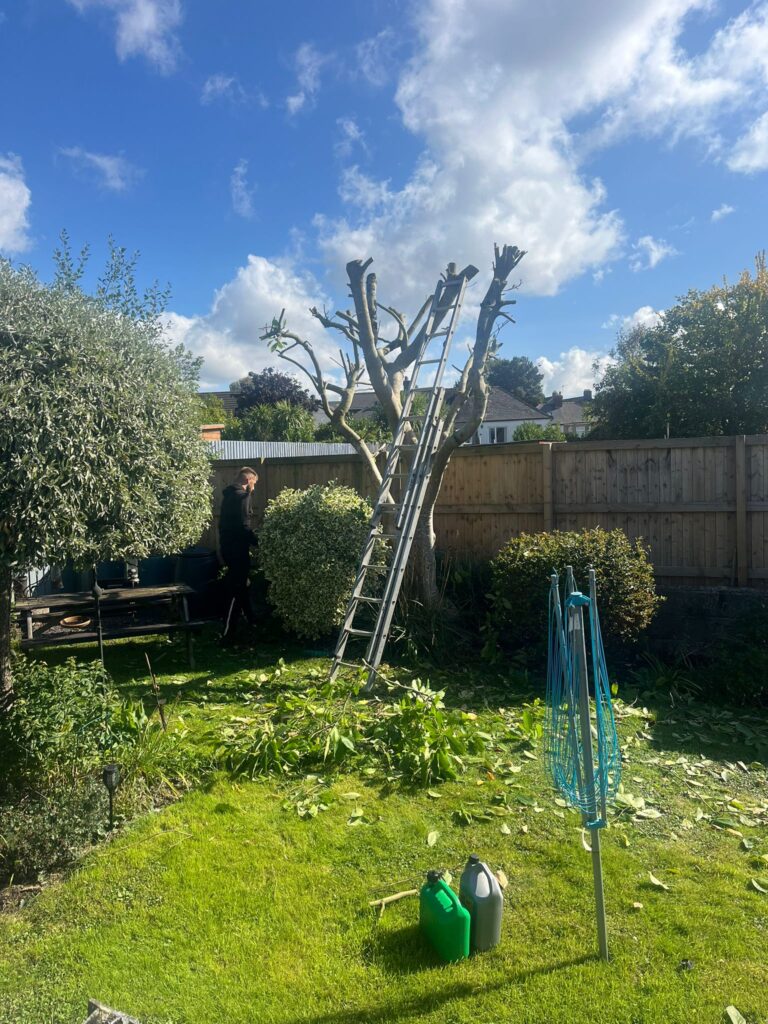 tree topping Pontypool