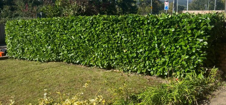 Hedge Cutting Newport