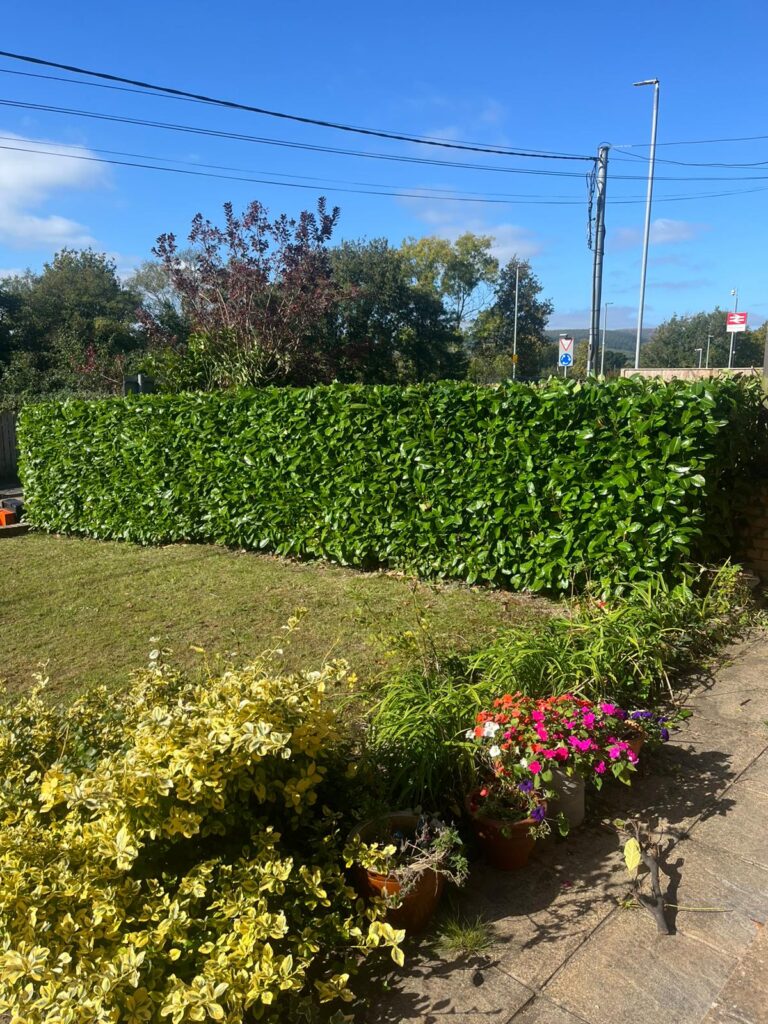 Hedge Cutting Newport