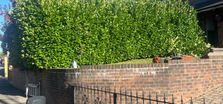 Benefits of Regular Hedge Maintenance in Carmarthen