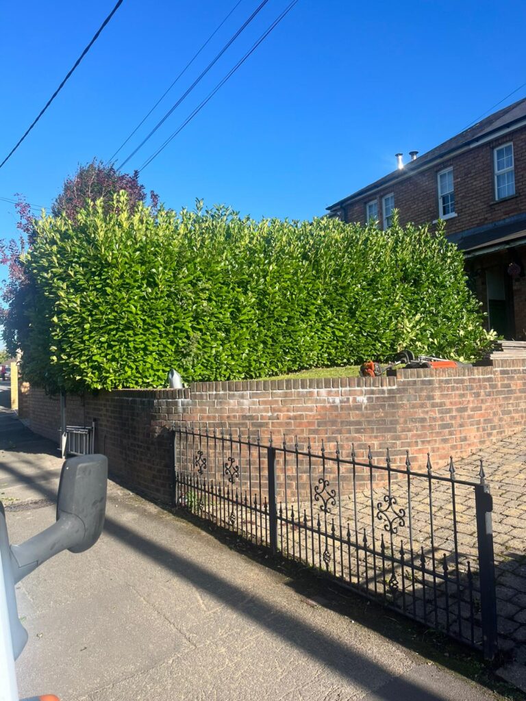 hedge cutting newport
