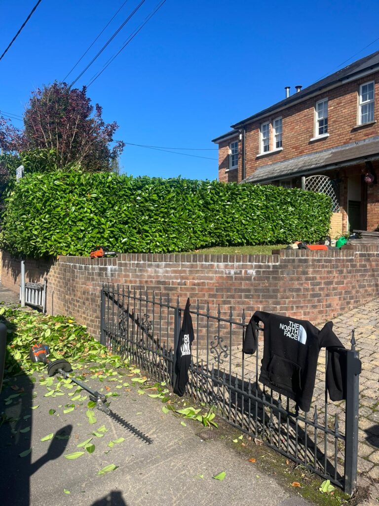 hedge cutting newport