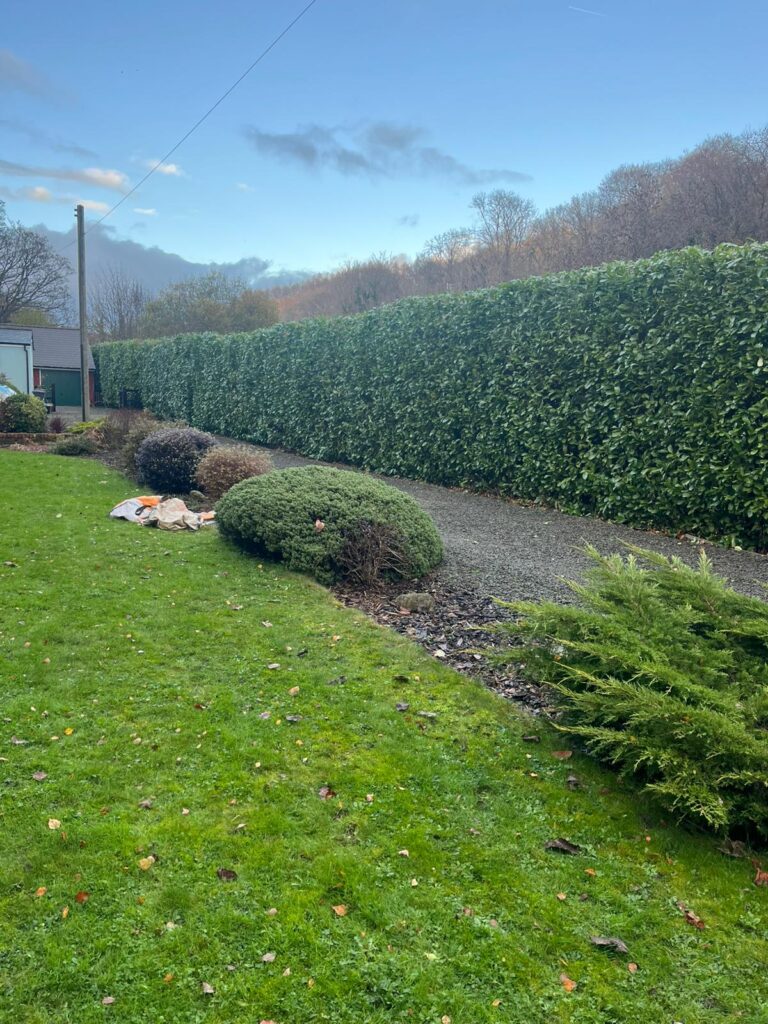 hedge maintenance pontypool