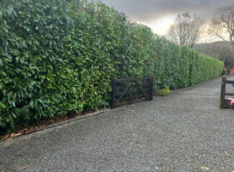hedge maintenance pontypool