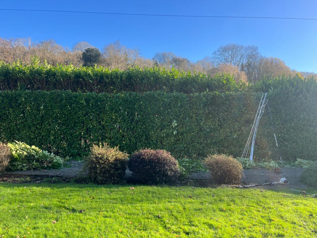 hedge maintenance pontypool