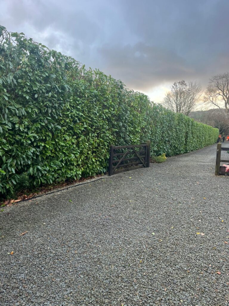 hedge maintenance pontypool