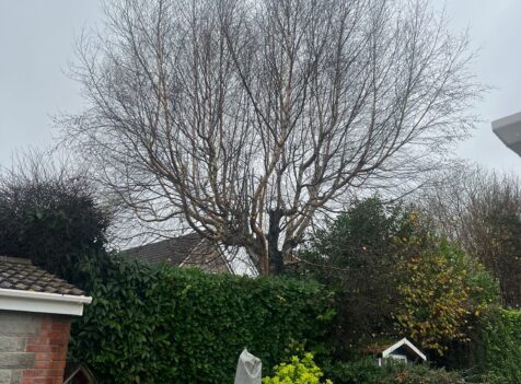 hedge and tree maintenance in Nelson