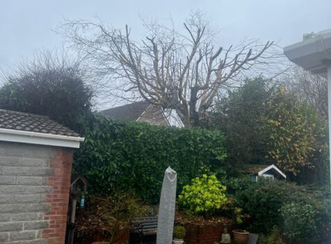 hedge and tree maintenance in Nelson