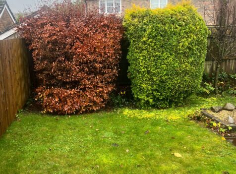 hedge and tree maintenance in Nelson