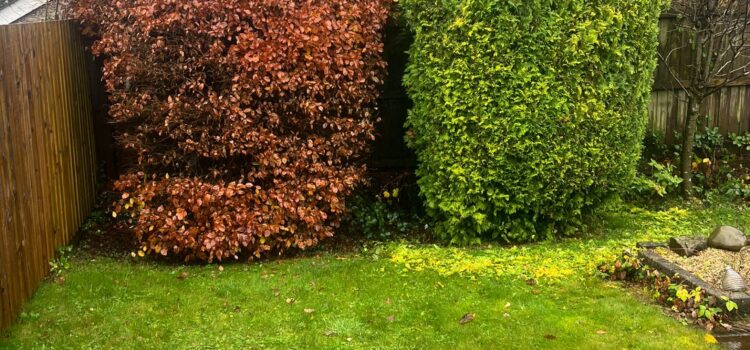 hedge and tree maintenance in Nelson