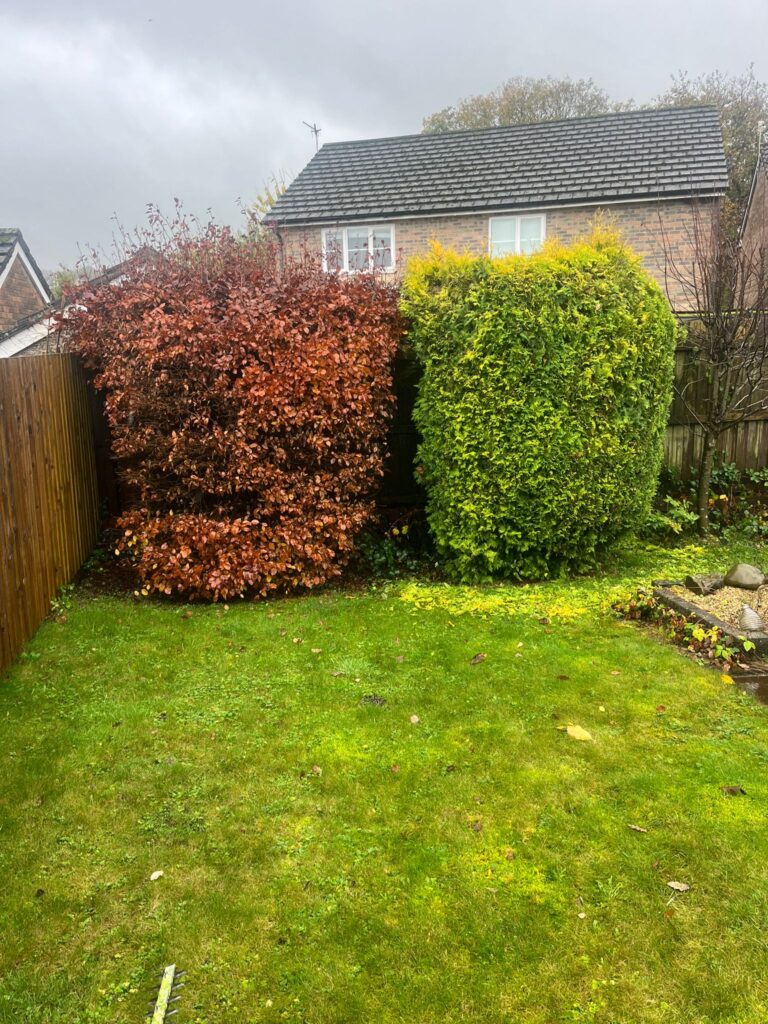 hedge and tree maintenance in Nelson
