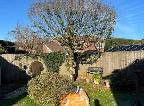 Tree Pruning Rogerstone