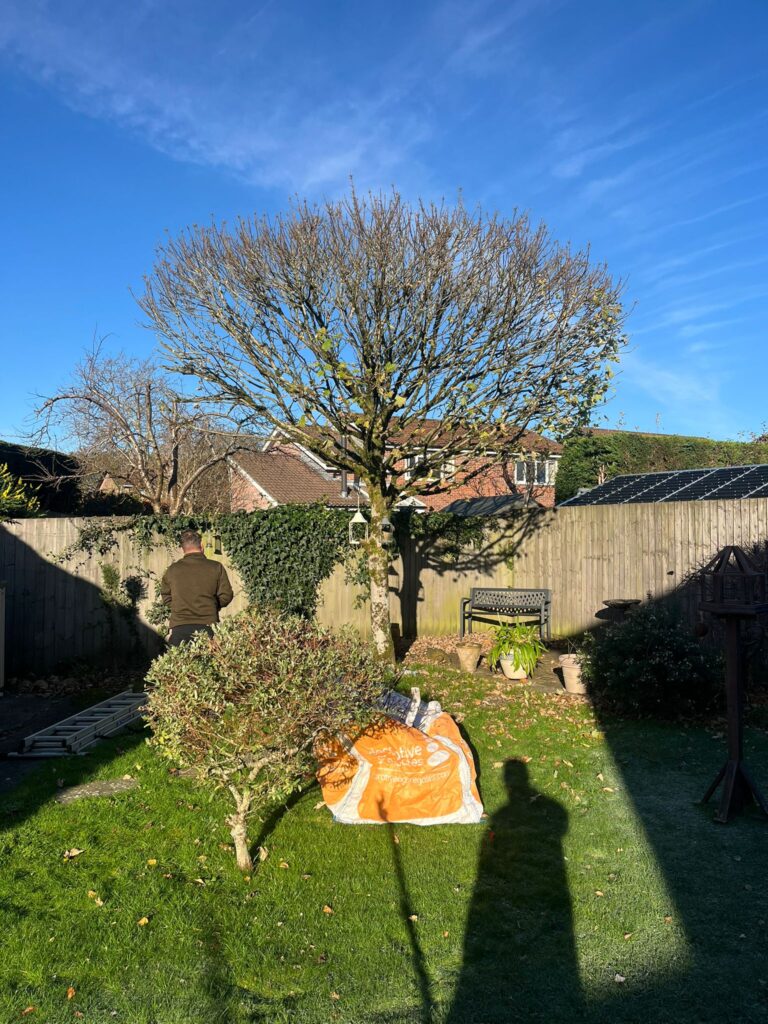 Tree Pruning Rogerstone