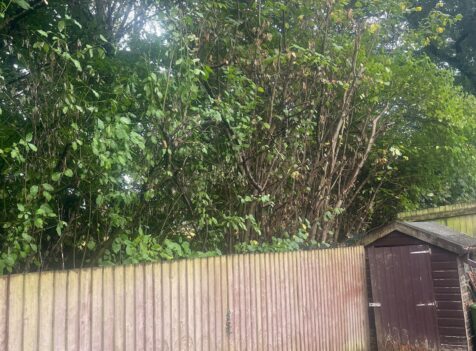 Hedge Maintenance in Cardiff