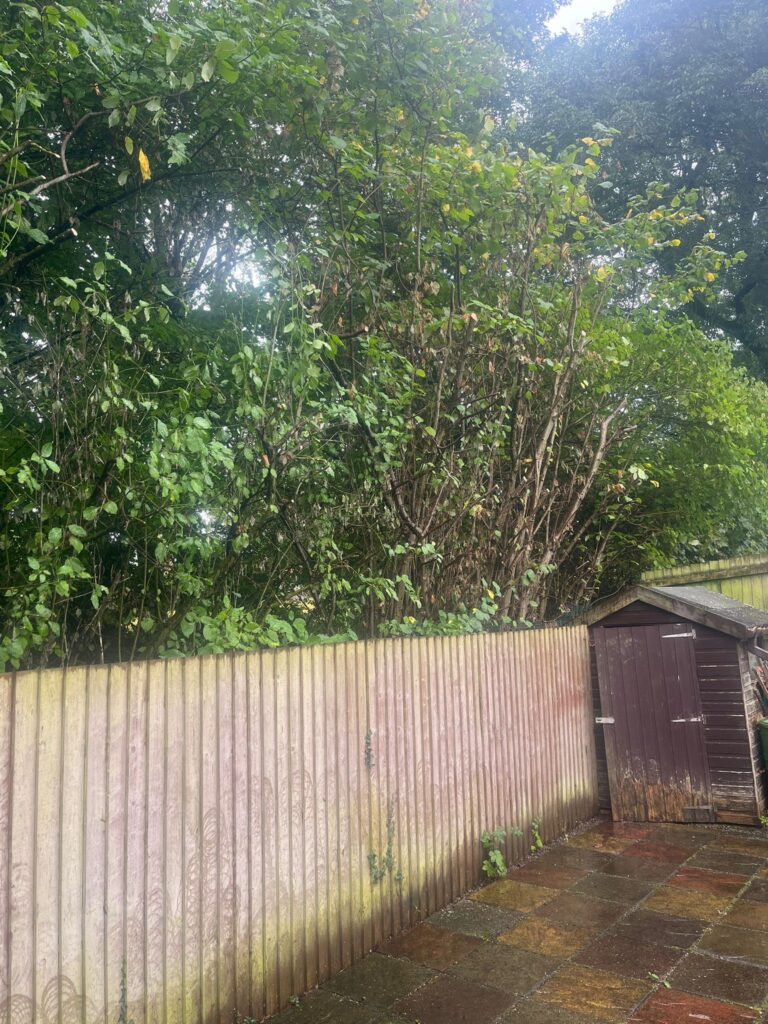 Hedge Maintenance in Cardiff