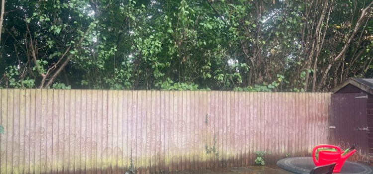 Hedge Maintenance in Cardiff